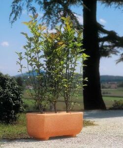 CASSETTA FLOR