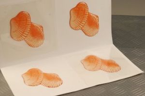 SET DI 4 AUTOADESIVE CONCHIGLIE DEC-166438 - immagine 2